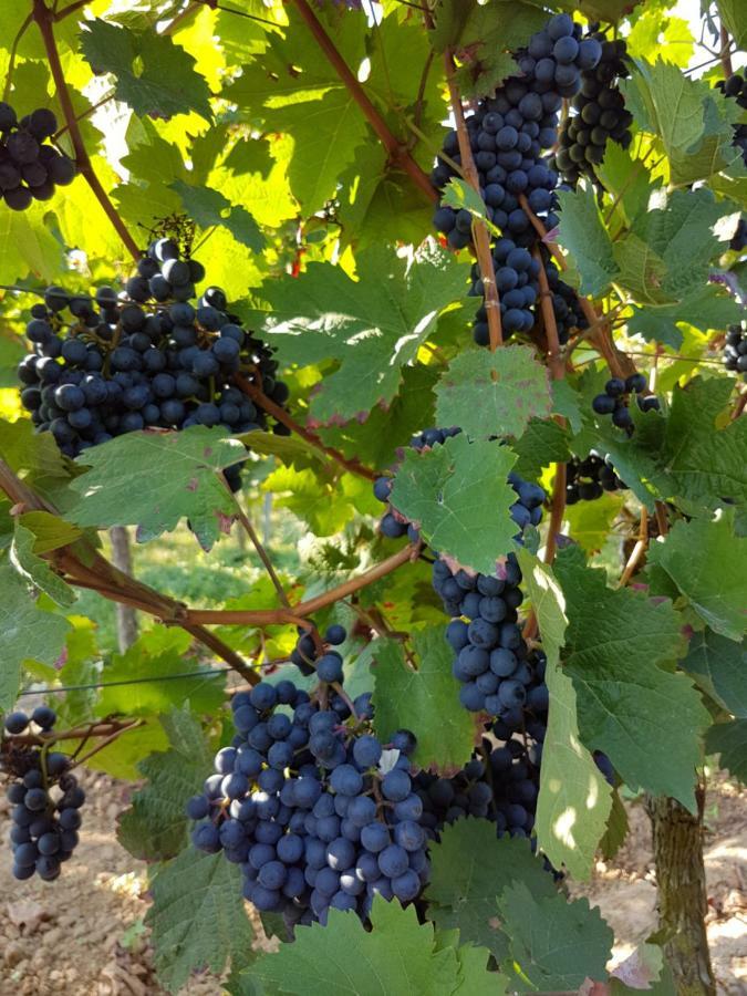 Weingut & Gaestehaus Nagel Kapellen-Drusweiler المظهر الخارجي الصورة