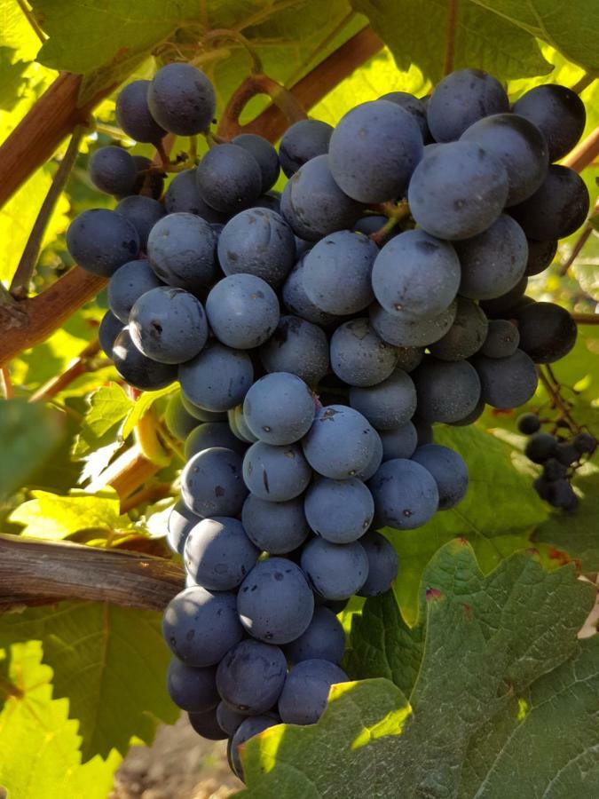 Weingut & Gaestehaus Nagel Kapellen-Drusweiler المظهر الخارجي الصورة