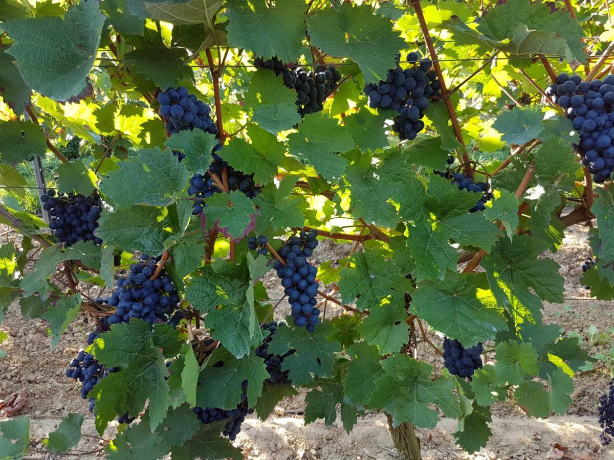 Weingut & Gaestehaus Nagel Kapellen-Drusweiler المظهر الخارجي الصورة