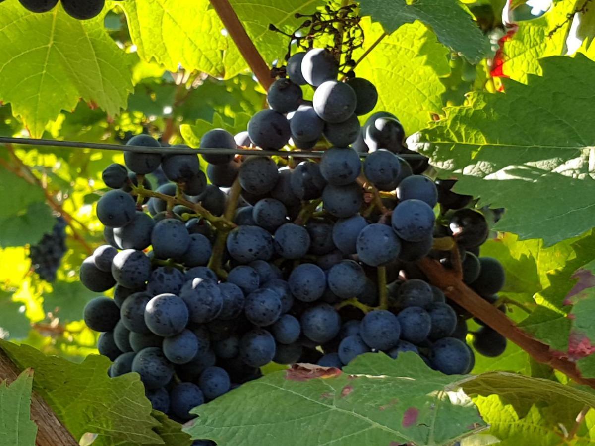 Weingut & Gaestehaus Nagel Kapellen-Drusweiler المظهر الخارجي الصورة